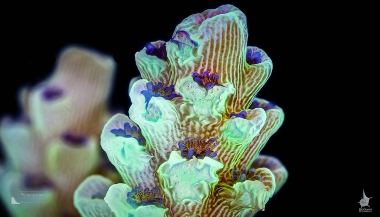 Must-see coral video (trust us)