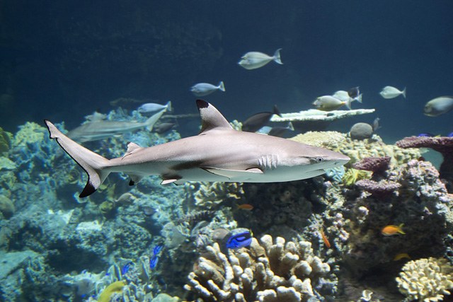 National Aquarium completes its 260,000 gallon Blacktip Reef renovation