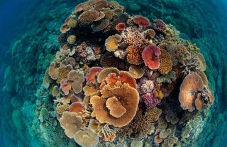 National Geographic showcases David Doubilet's incredible GBR photography
