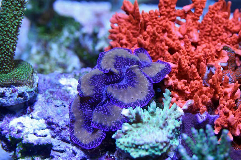 NOAA determines 20 corals do not warrant proposed endangered species listing