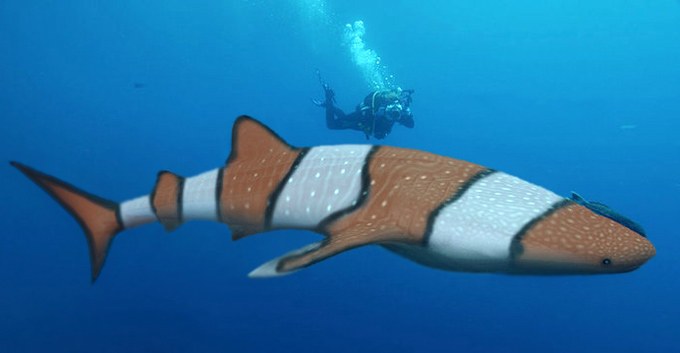 New whale shark discovered in Thailand