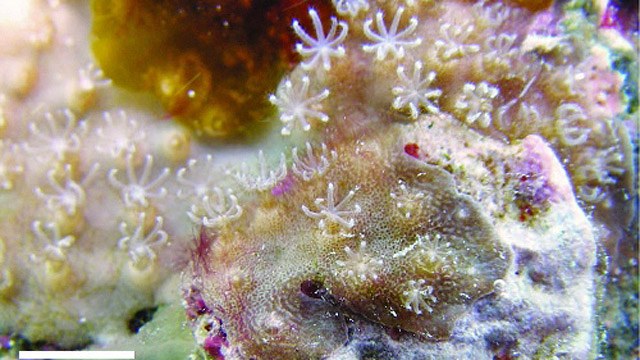 New and unusual coral species may shake up coral taxonomy