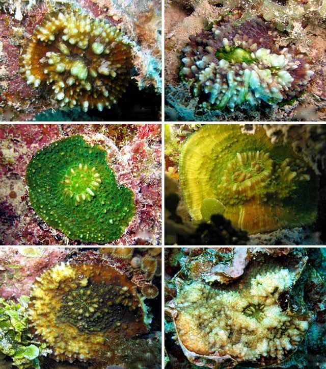 New Chalice Coral Described