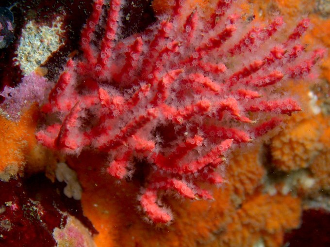 New fiery-red coral species discovered: Psammogorgia hookeri