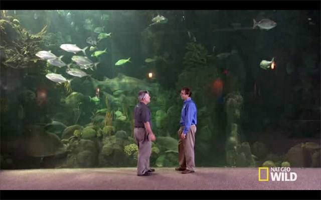 New 'Fish Tank Kings' video clip: "Big Project, Big Promises"