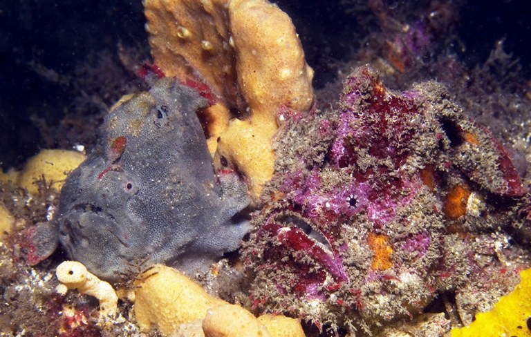 New genus and species of frogfish