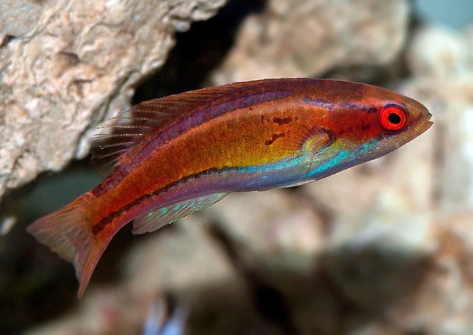 New photo of the first Mauritius Flasher Wrasse to arrive in the USA