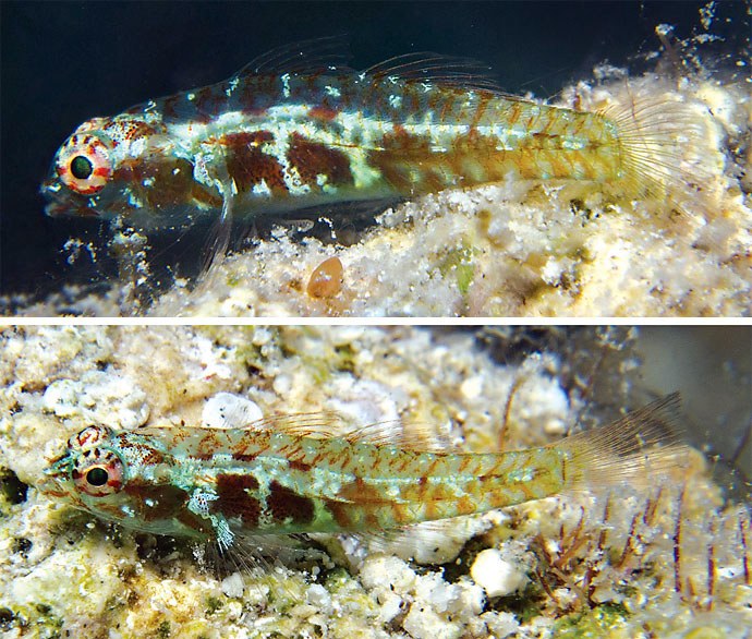 New Red Sea dwarf goby described, and it's green!