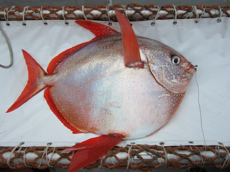 New research reveals first warm-blooded fish 