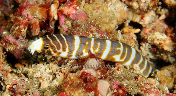 New snake eel species named for diver that discovered it