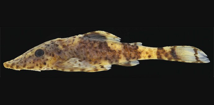 New species of pleco named after smallpox