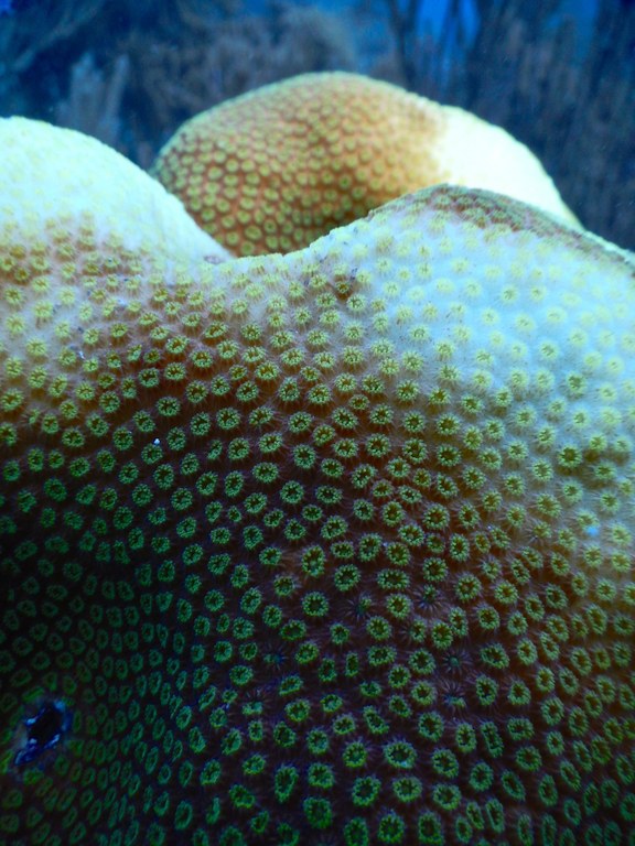 New study uncovers why some threatened corals swap 'algae' partners
