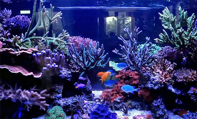 New video and details about Sever's 500L reef