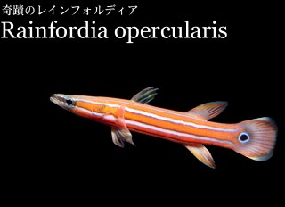 New videos of the Rainfordia opercularis perch