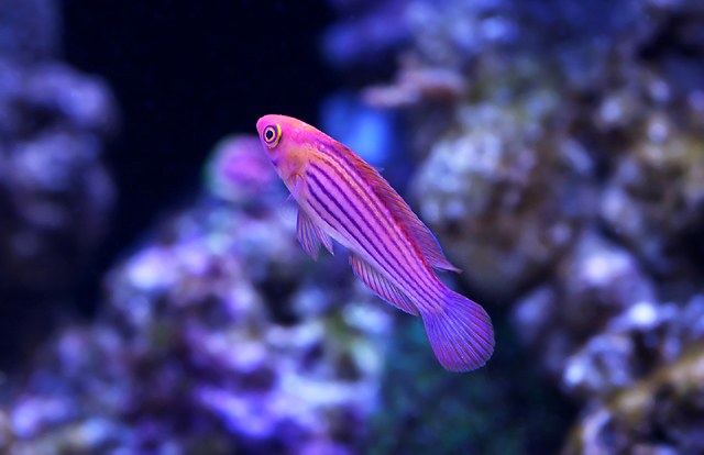 Nikon USA posts article: "How-To Take Great Photos at the Aquarium"