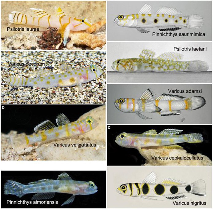 Nine new goby species and four new genera