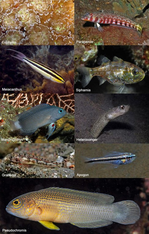 Nine potentially new reef species discovered in Bali, Indonesia (with photos)