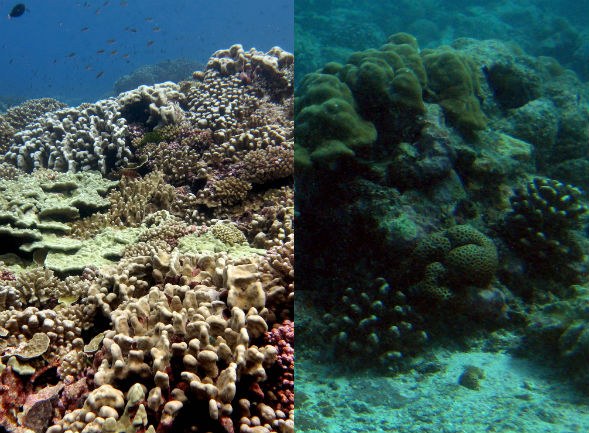 No surprise: Commercial fishing and population centers seriously harm coral reefs