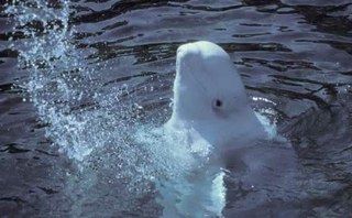 NOAA denies Georgia Aquarium import request for 18 beluga whales
