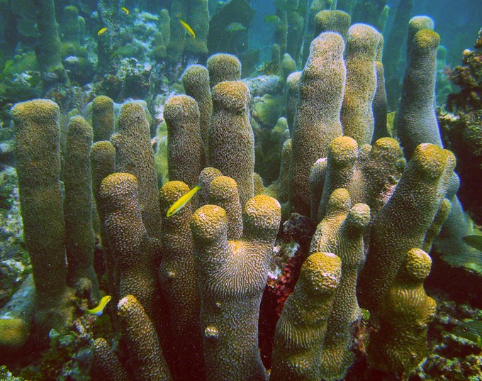 NOAA proposes 66 species of corals for endangered and threatened listing