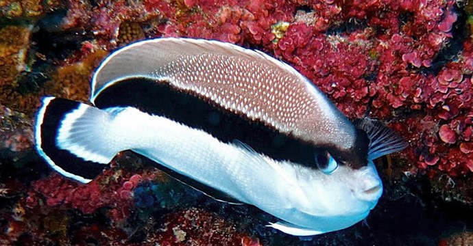 NOAA Study: Unique Fish Species Dominate Pacific Deep Sea Coral Reefs
