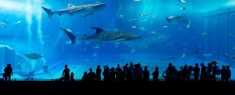 Okinawa Churaumi Aquarium hopes to breed WHALE SHARKS