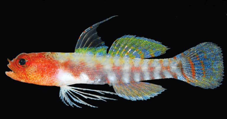 One new dwarf goby described, another redescribed