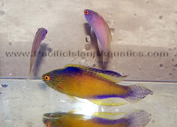 One of the most impressive Golden Fairy Wrasse "supermales" for sale
