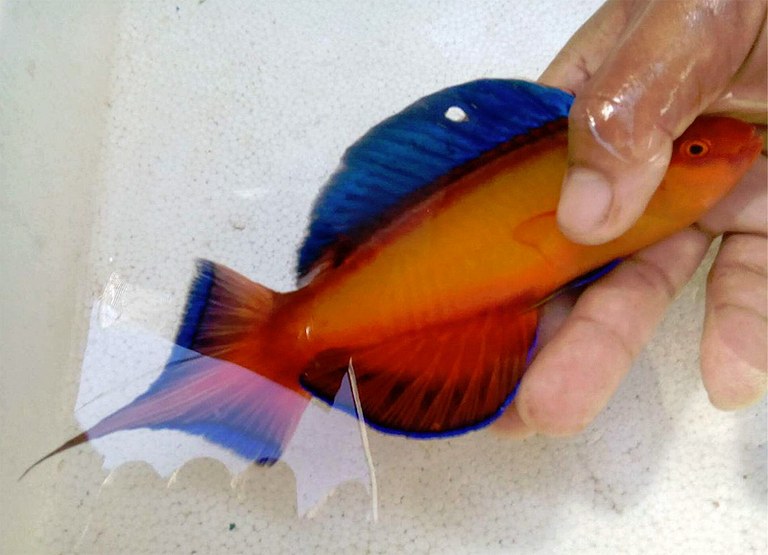 One of the sexiest fairy wrasses ever