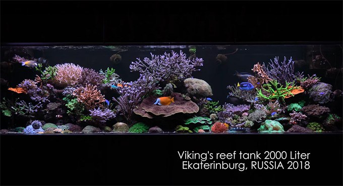 One of the world's greatest reef tanks is aging like fine wine