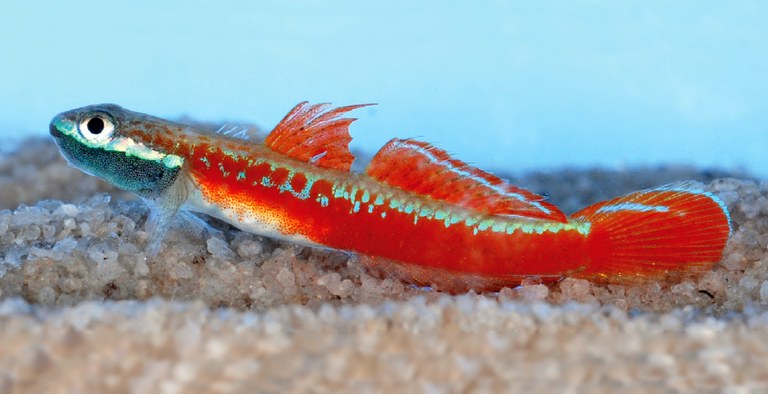 One of the world's sexiest gobies ... is freshwater