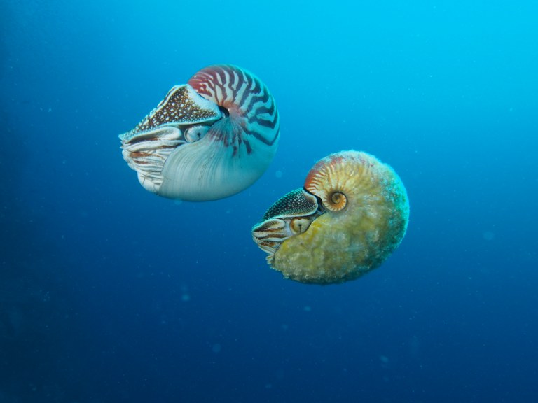 Only the third ever sighting of ultra rare nautilus species