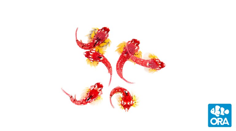 ORA announces success with Ruby Red Dragonet!