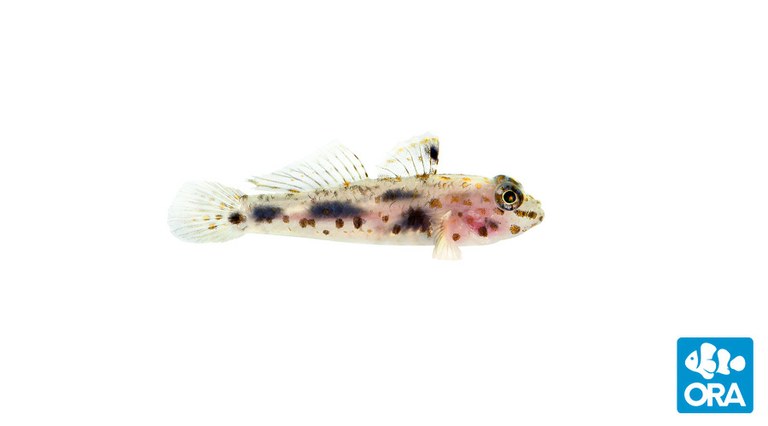 ORA's newest captive bred fish: The Transparent Cave Goby