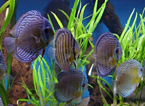  Ornamental fish industry faces increasing problems with antibiotic resistance