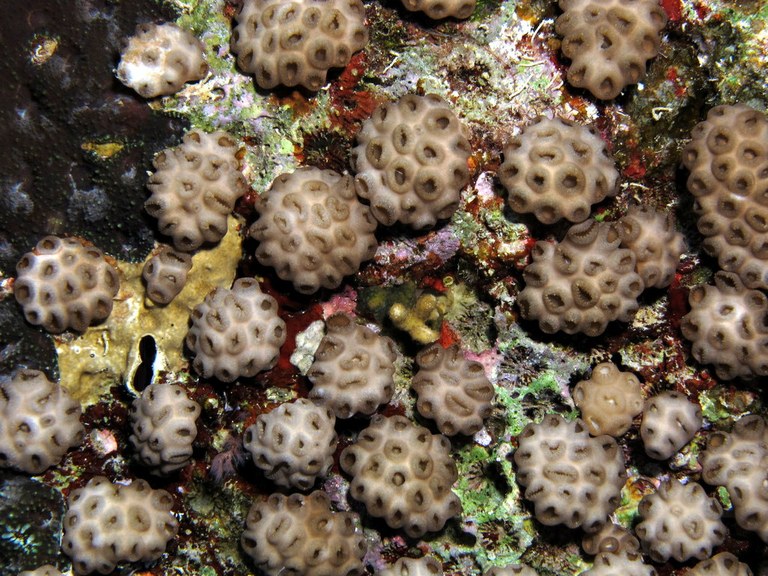 Palytoxin-containing zoanthids can temporarily - or possibly permanently - blind you