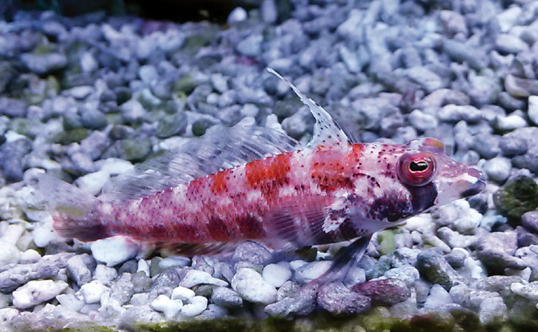 Parapercis altipinnis, a new sandperch from the Philippines 