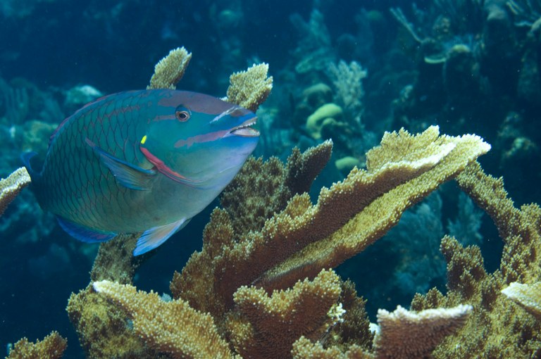 Parrotfish feeding on coral polyps help spread needed zooxanthellae