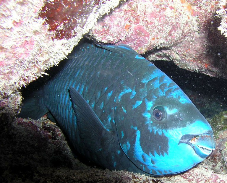 Parrotfish, Surgeonfish, and other Weed-Eaters Vital to Reef Survival