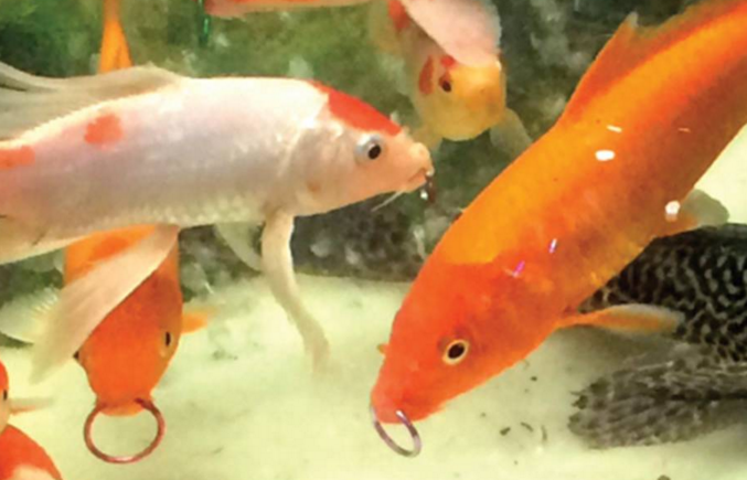 Pet shop sold goldfish with "nose" rings