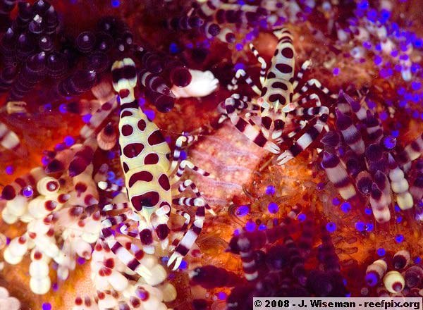 Philippines promotes reef macro photography as lure for tourism
