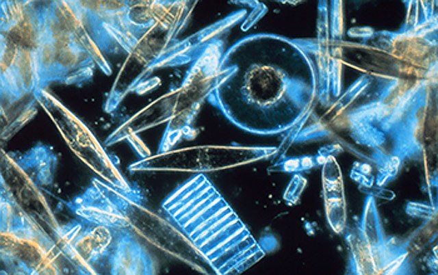 Phytoplankton distribution to shift with climate change