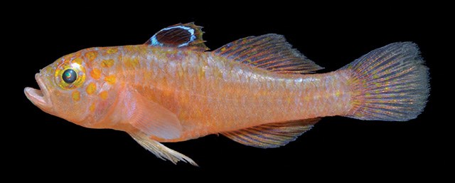Pictures of Trimma zurae, a newly described dwarf goby