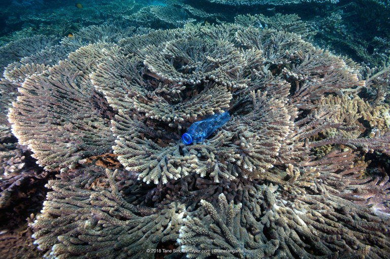 Plastics linked to coral diseases