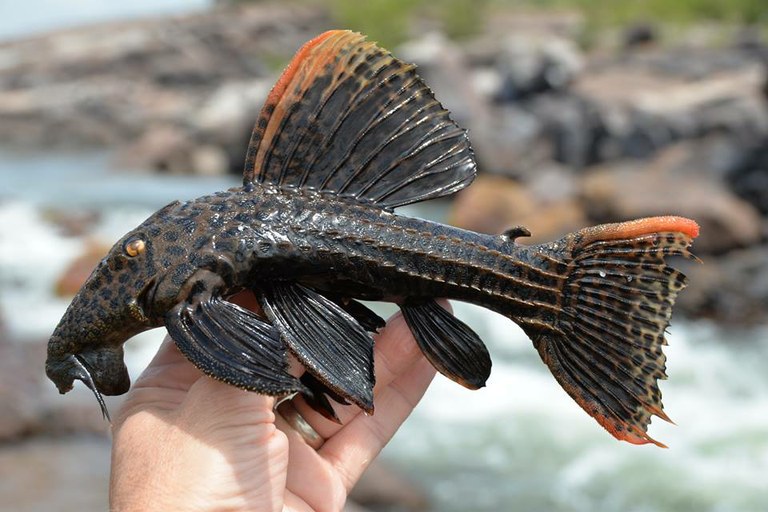 One of the most sought-after plecos, previously known as the the cactus ple...