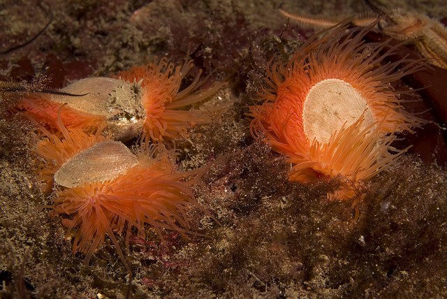 Possibly world's largest population of Flame Scallops discovered