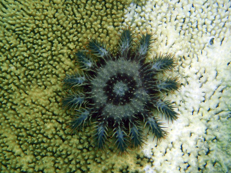 Potential breakthrough in crown-of-thorns starfish fight