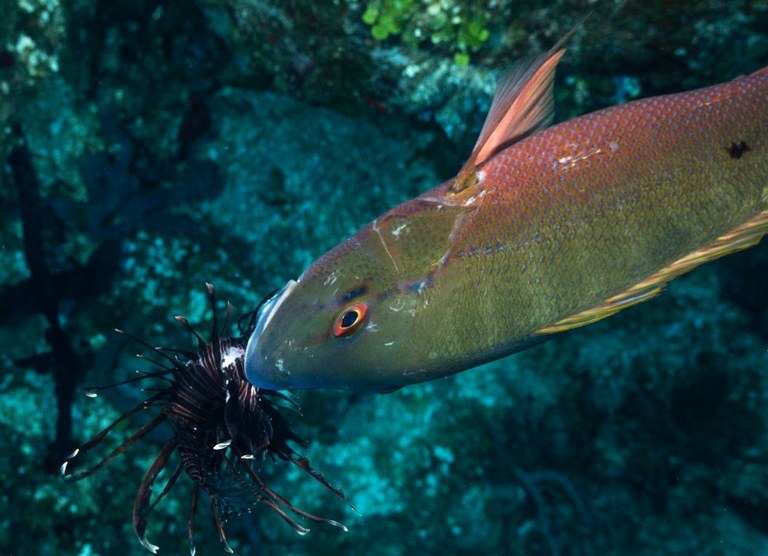 Predatory lionfish become the prey