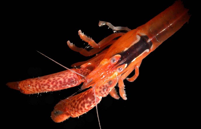 Preventing home invasions means fighting side-by-side for coral-dwelling crabs and shrimp