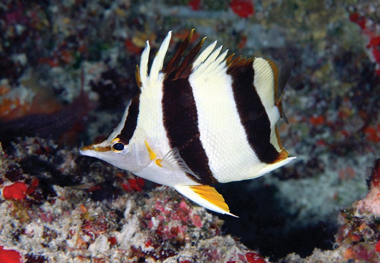 Prognathodes basabei, a new of deep-water Hawaiian butterflyfish 